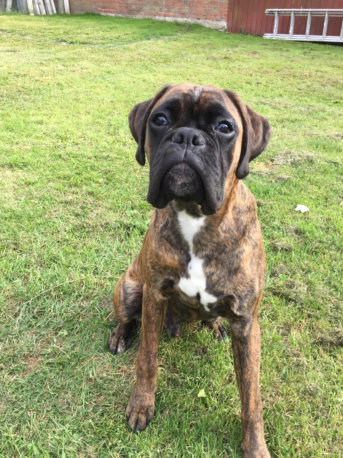 Boxer Kronjyden's Enzo billede 15