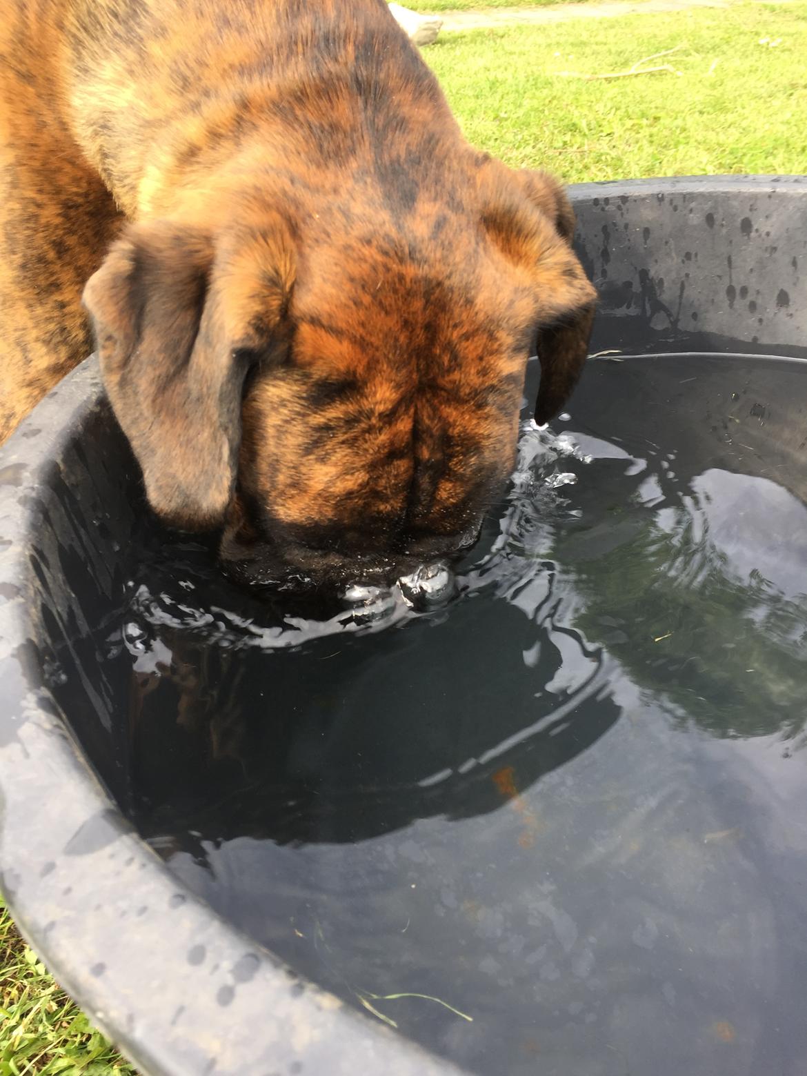 Boxer Kronjyden's Enzo billede 14