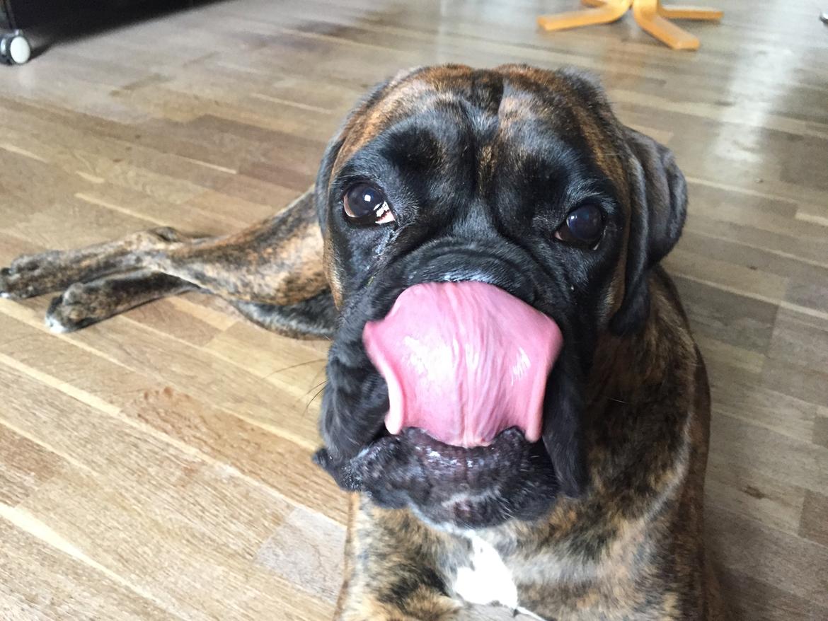 Boxer Kronjyden's Enzo billede 16