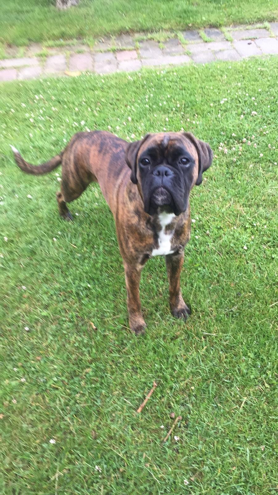 Boxer Kronjyden's Enzo billede 17