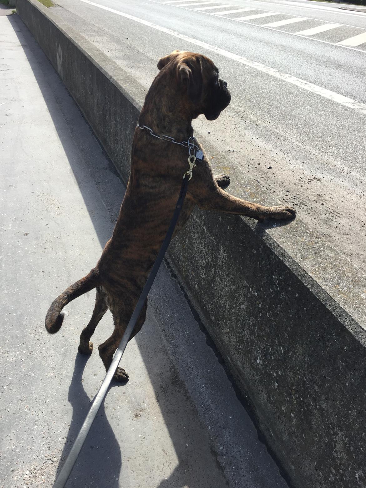 Boxer Kronjyden's Enzo billede 19