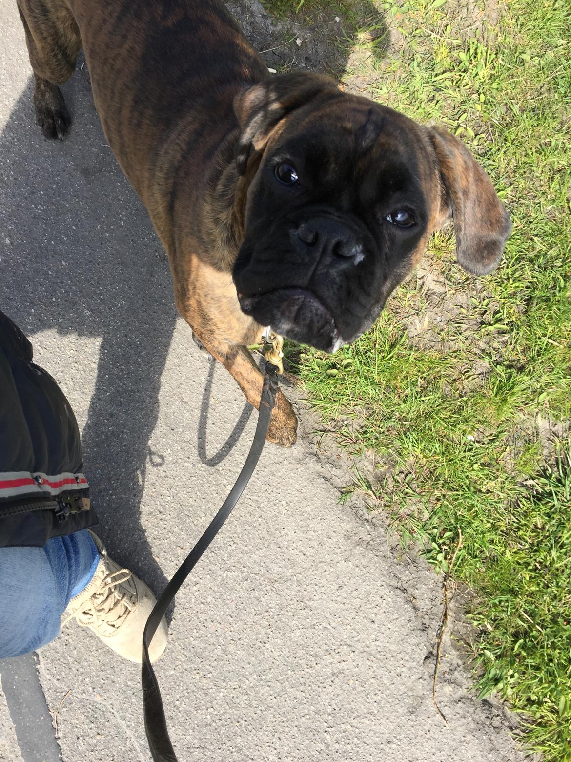 Boxer Kronjyden's Enzo billede 20