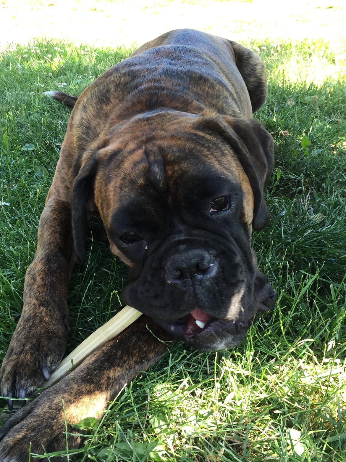 Boxer Kronjyden's Enzo billede 18