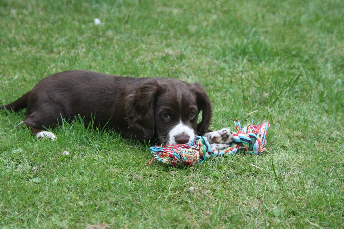 Field Trial Cockerspaniel Spilops Donphan Dagmar billede 3