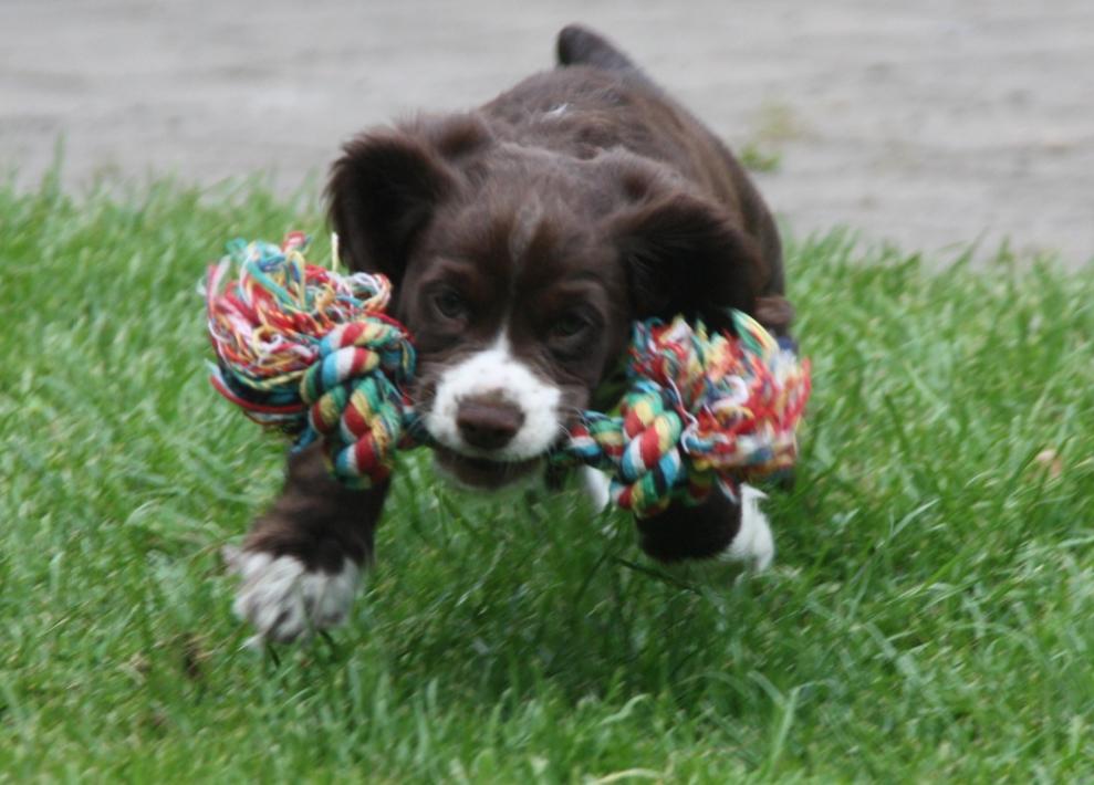 Field Trial Cockerspaniel Spilops Donphan Dagmar billede 2