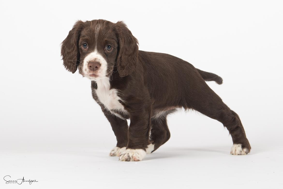 Field Trial Cockerspaniel Spilops Donphan Dagmar billede 4