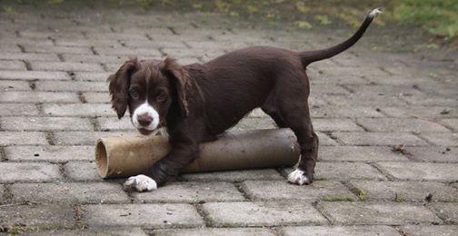 Field Trial Cockerspaniel Spilops Donphan Dagmar billede 1