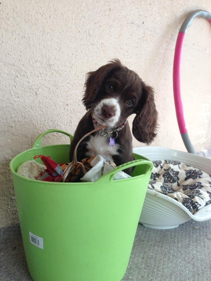 Field Trial Cockerspaniel Spilops Donphan Dagmar billede 14