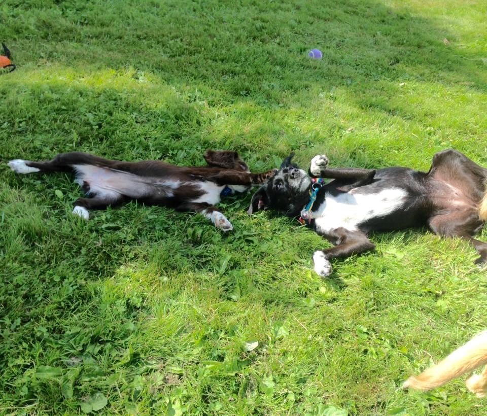 Field Trial Cockerspaniel Spilops Donphan Dagmar billede 12