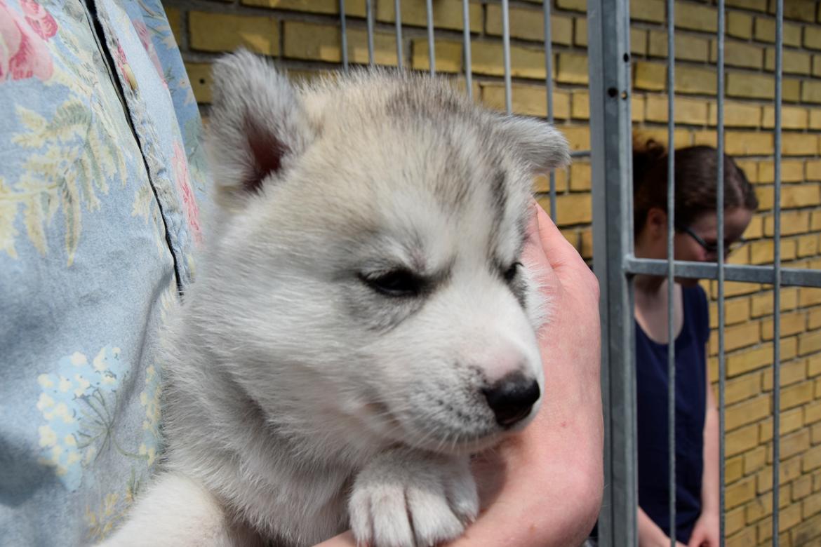 Siberian husky Mesmocan In for a Penny (Aster) billede 12