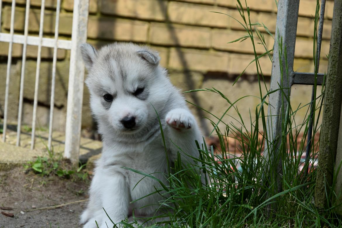 Siberian husky Mesmocan In for a Penny (Aster) billede 15