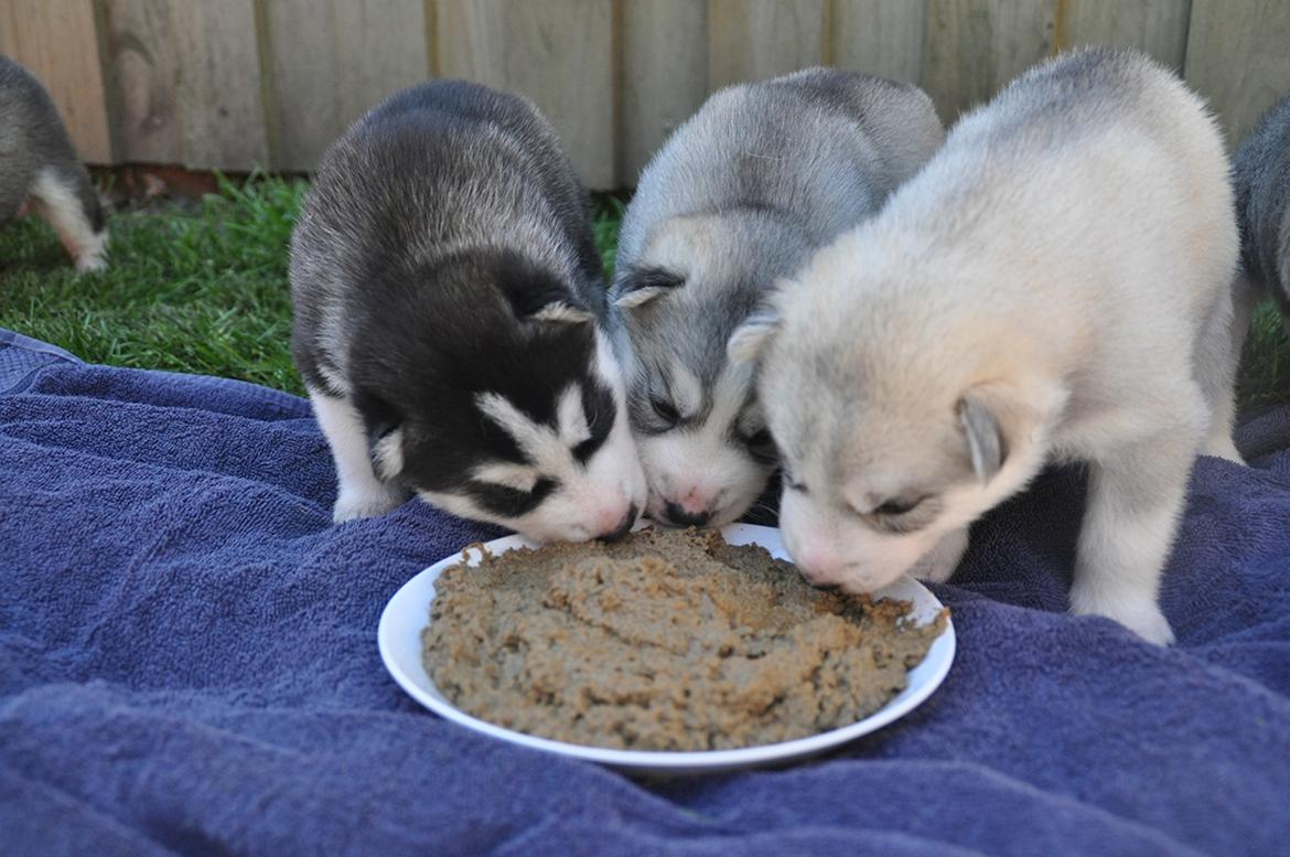 Siberian husky Mesmocan In for a Penny (Aster) billede 10