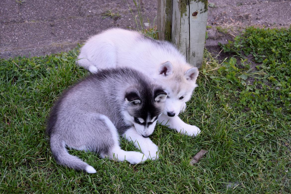 Siberian husky Mesmocan In for a Penny (Aster) billede 26