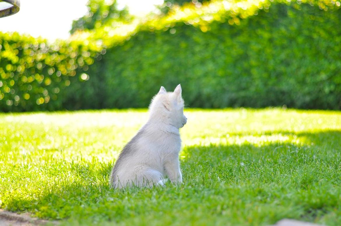 Siberian husky Mesmocan In for a Penny (Aster) billede 36