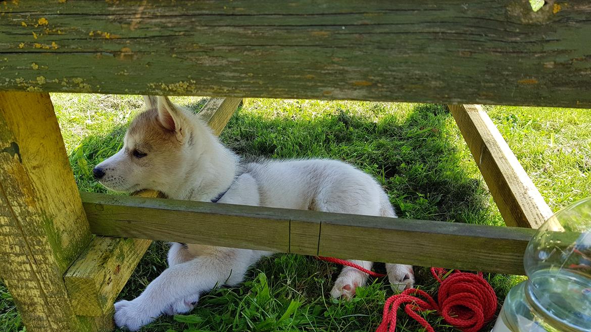 Siberian husky Mesmocan In for a Penny (Aster) billede 38