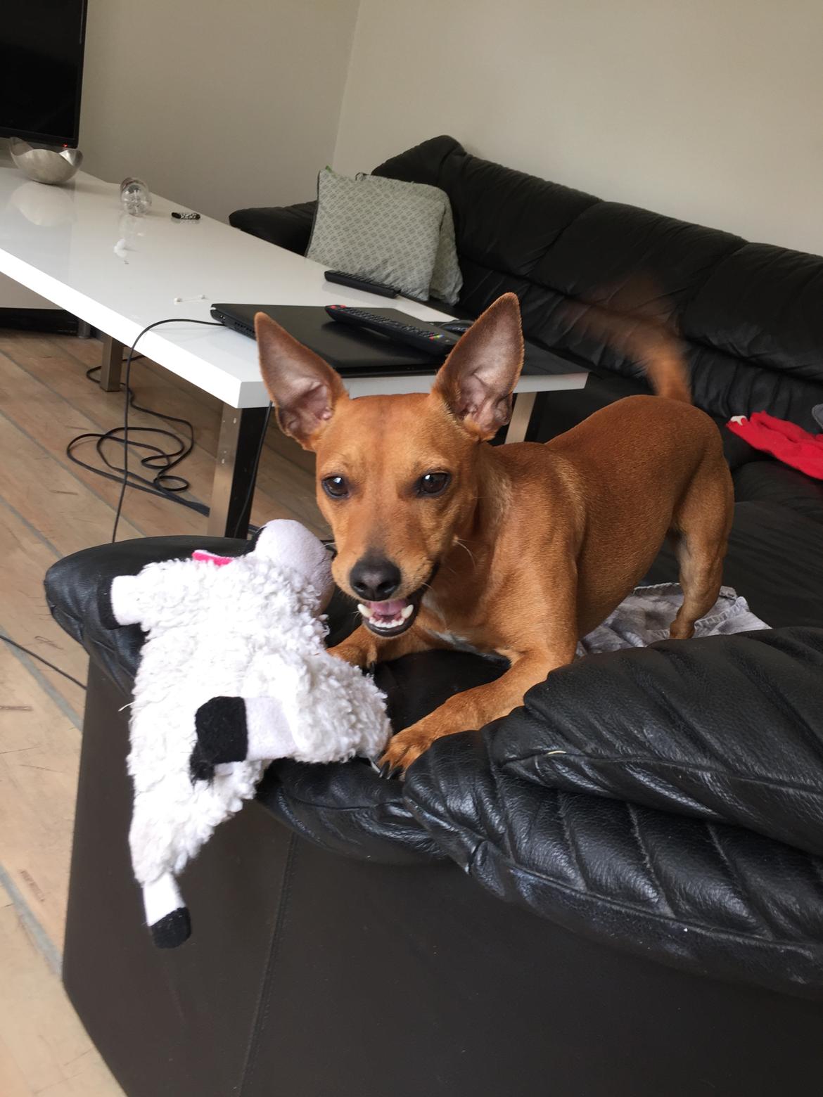 Dvaergpinscher Malle billede 22