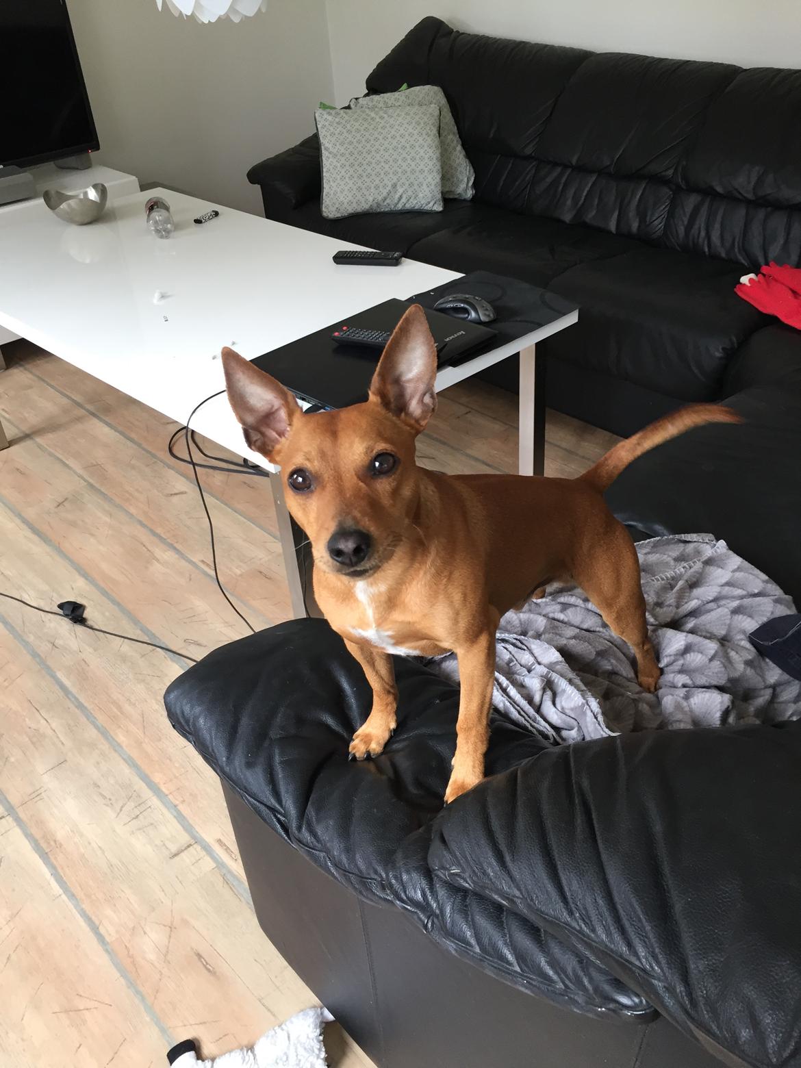 Dvaergpinscher Malle billede 4