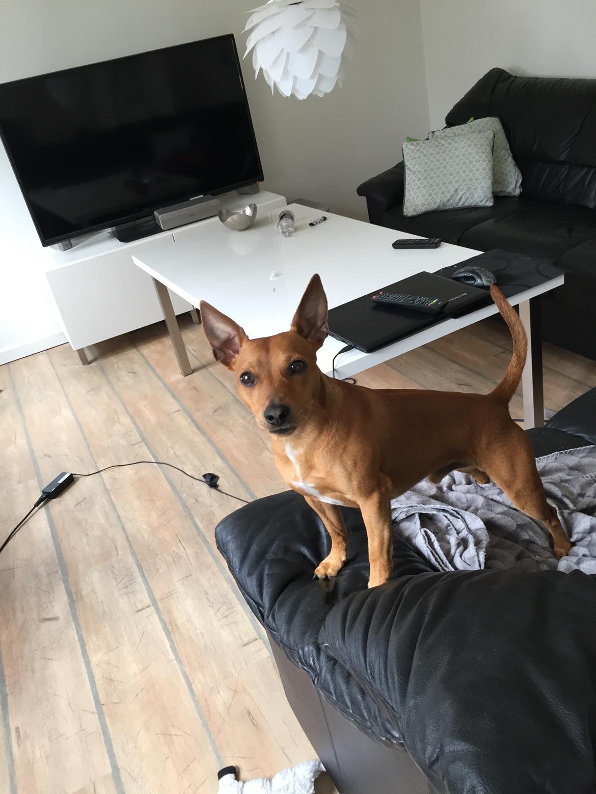 Dvaergpinscher Malle billede 23