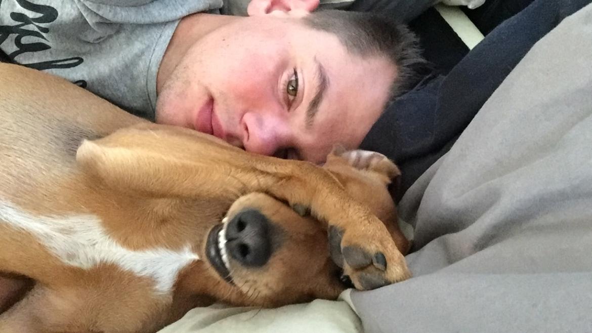 Dvaergpinscher Malle billede 24