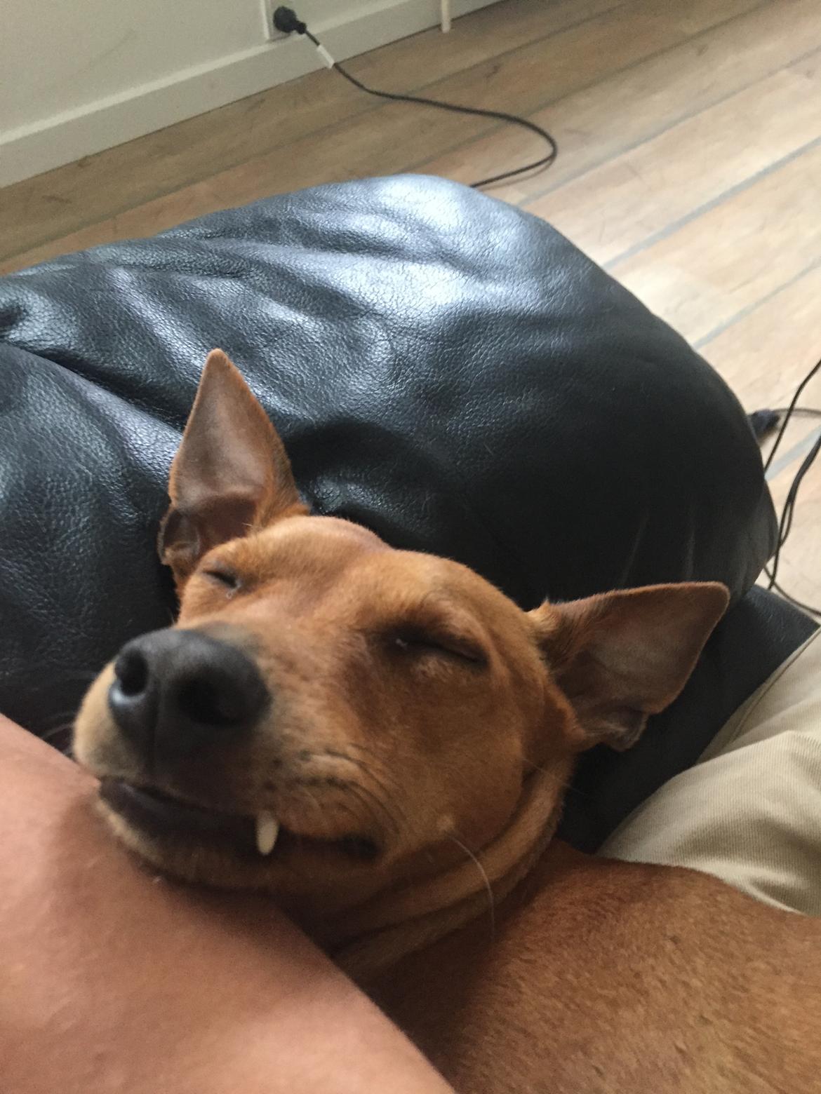 Dvaergpinscher Malle billede 25