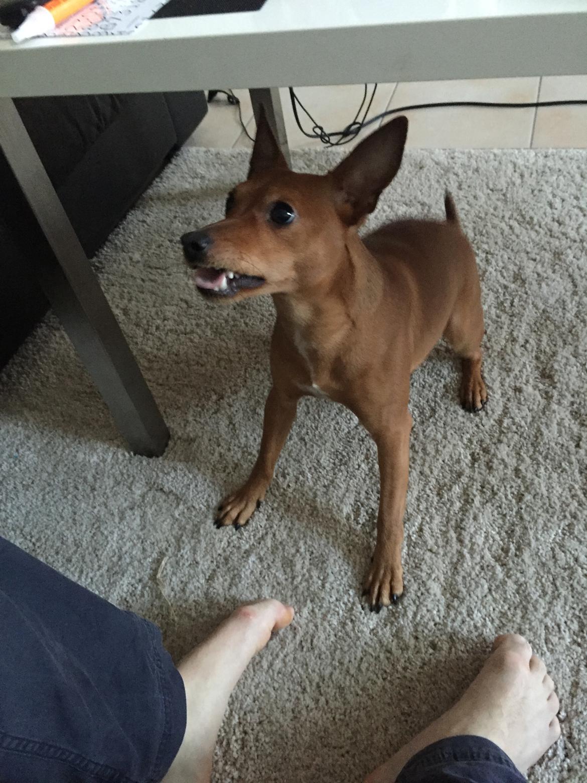 Dvaergpinscher Malle billede 20