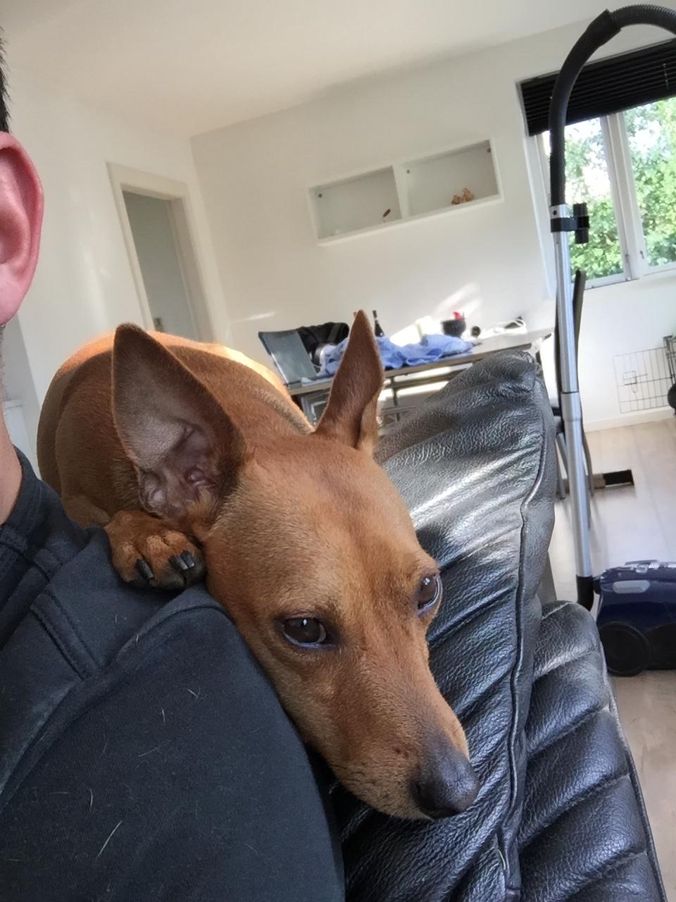 Dvaergpinscher Malle billede 26