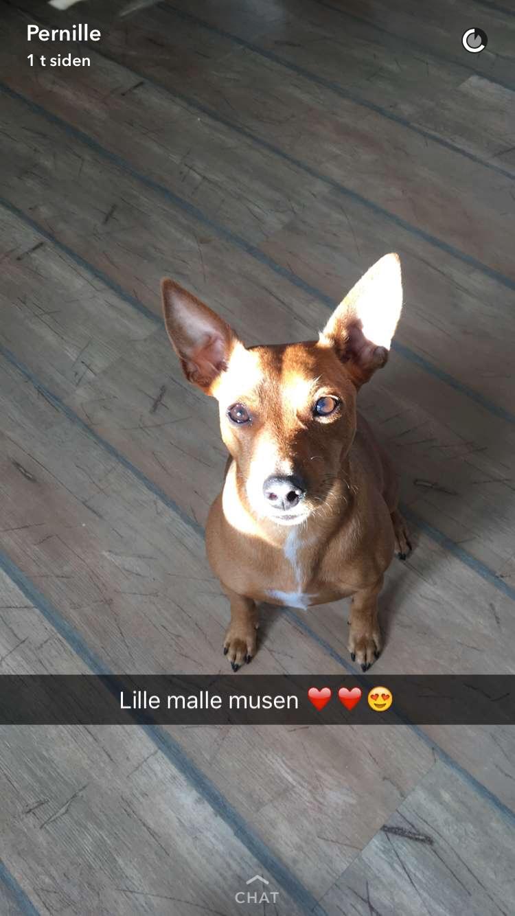 Dvaergpinscher Malle billede 1