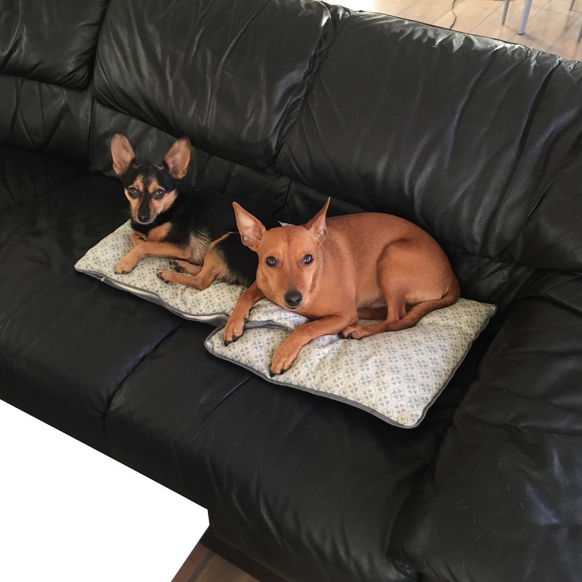Dvaergpinscher Malle billede 6