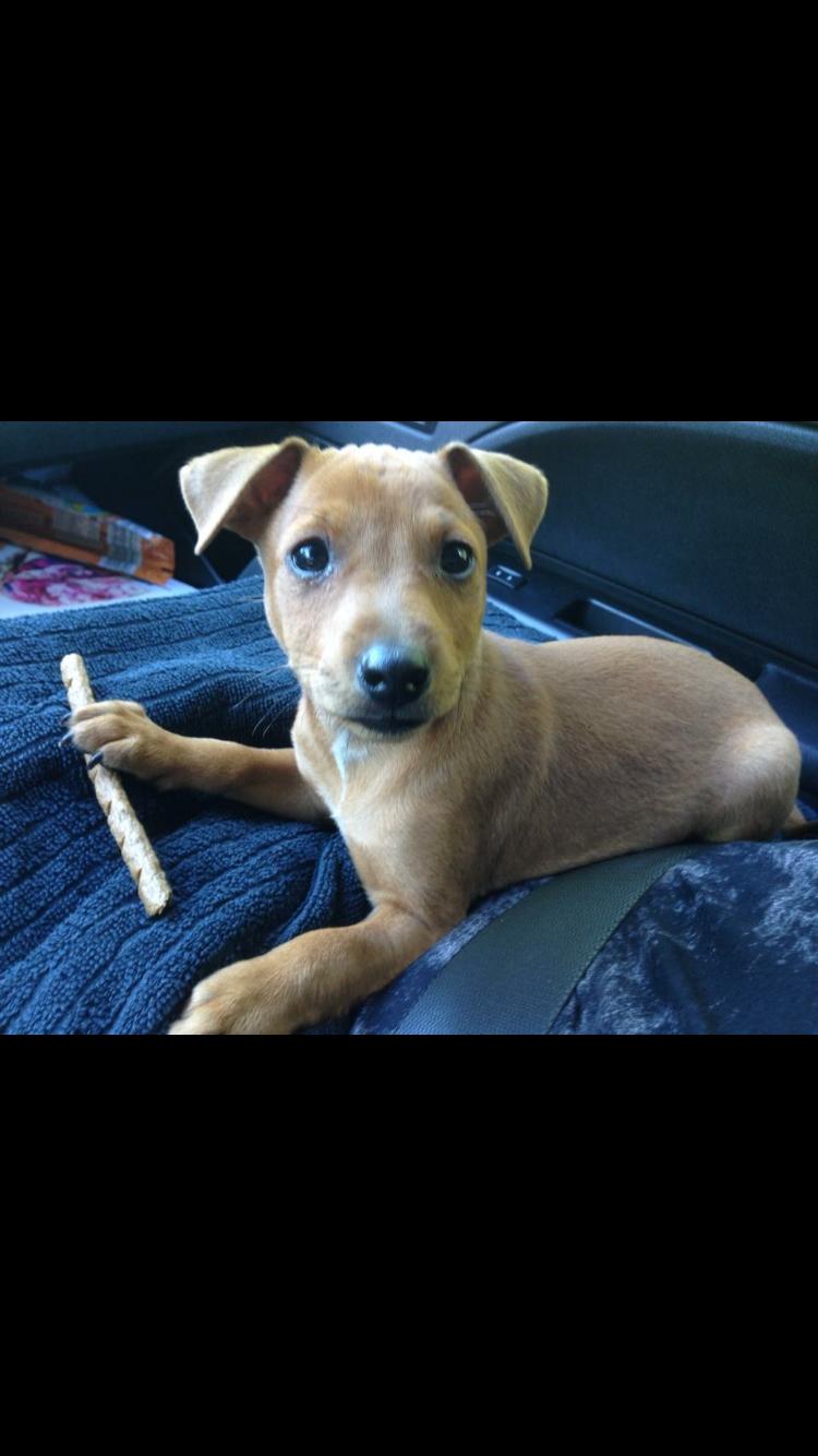 Dvaergpinscher Malle billede 13