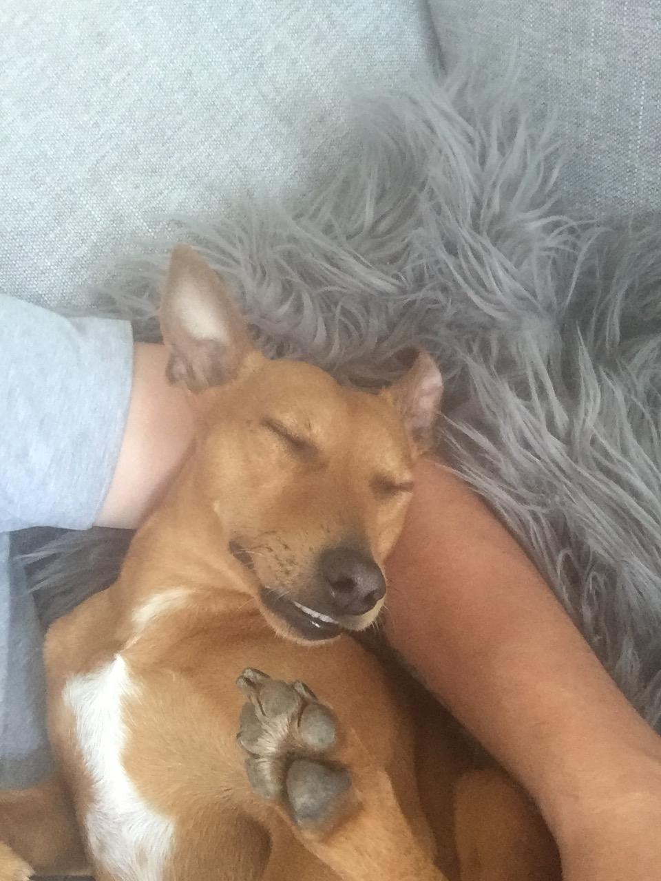 Dvaergpinscher Malle billede 10