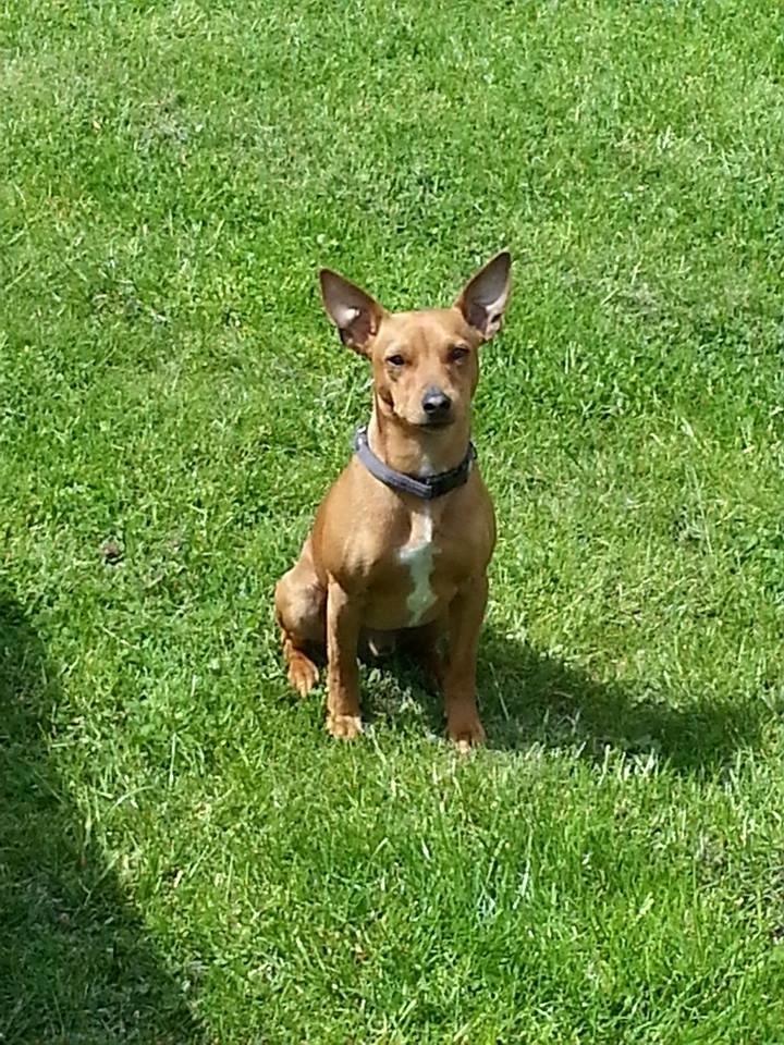 Dvaergpinscher Malle billede 8