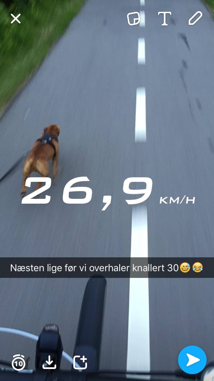 Dvaergpinscher Malle billede 2