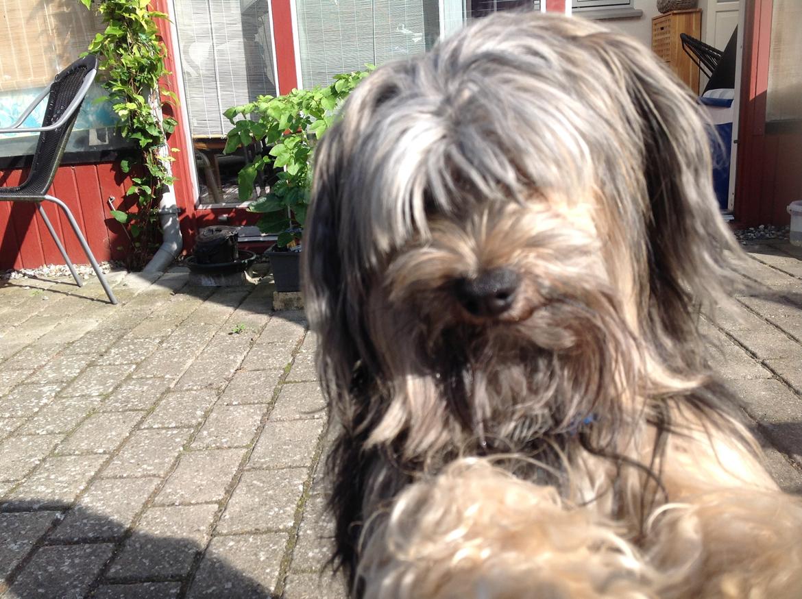 Chinese crested powder puff Pjuske - Min lille musedreng😍😍😍😍😍 billede 6