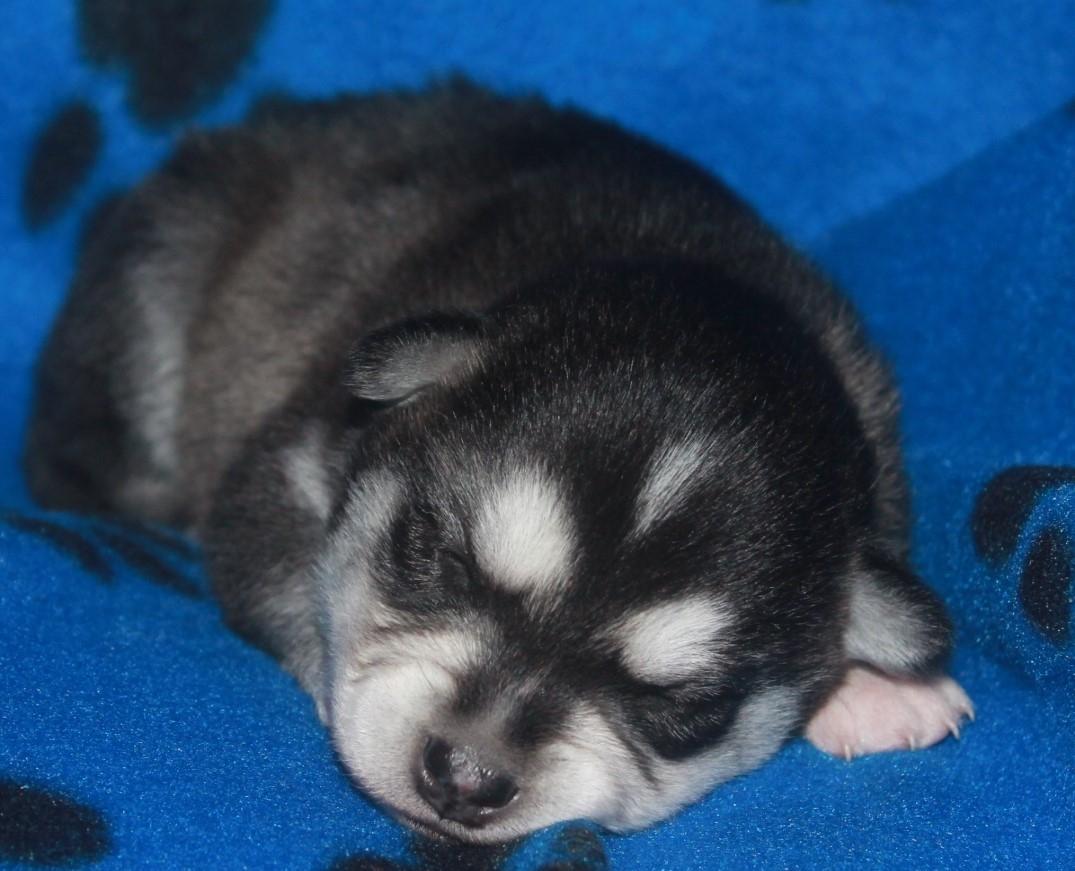 Alaskan Klee Kai | Timber billede 19