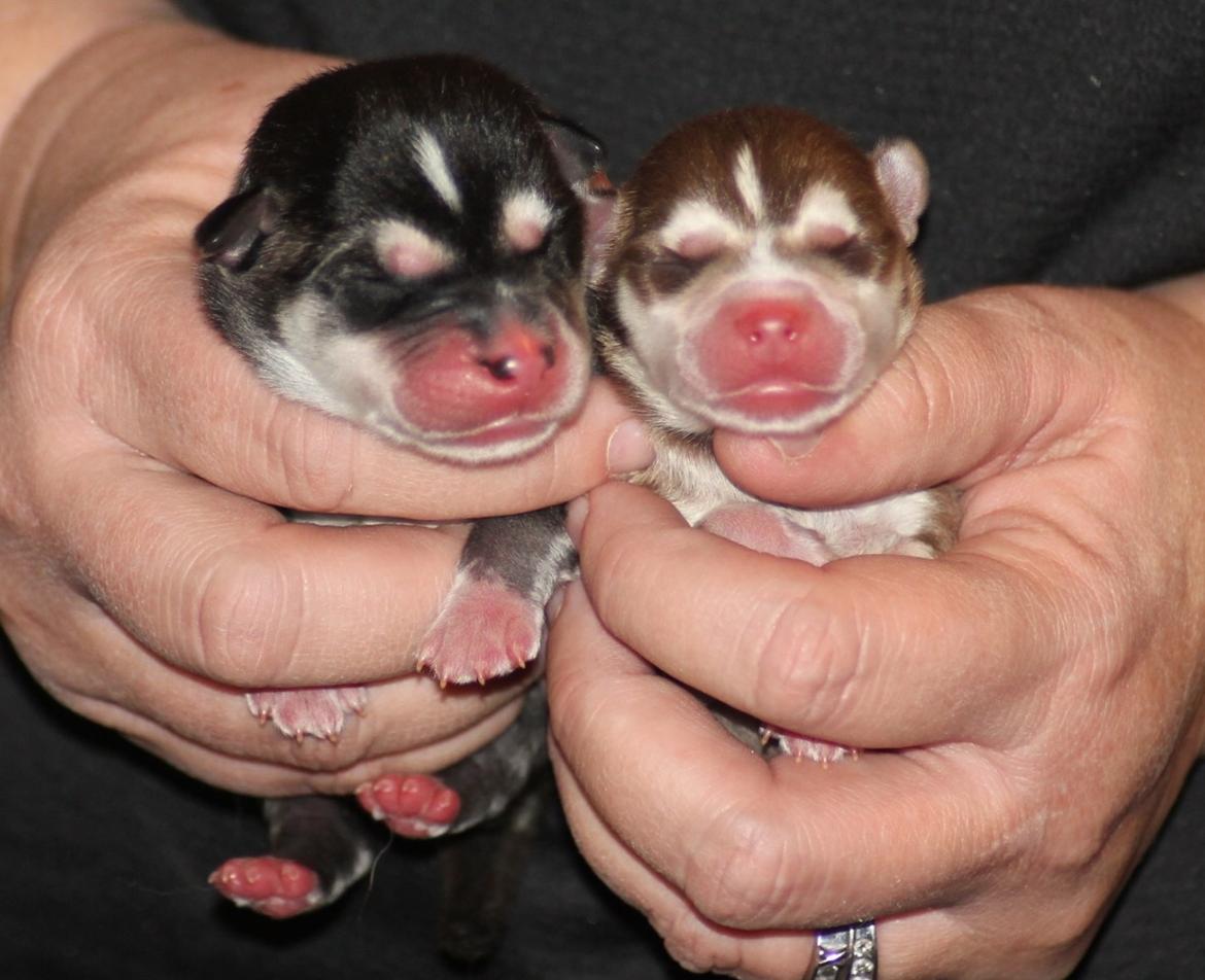 Alaskan Klee Kai | Timber billede 20