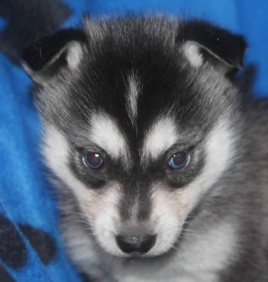 Alaskan Klee Kai | Timber billede 18