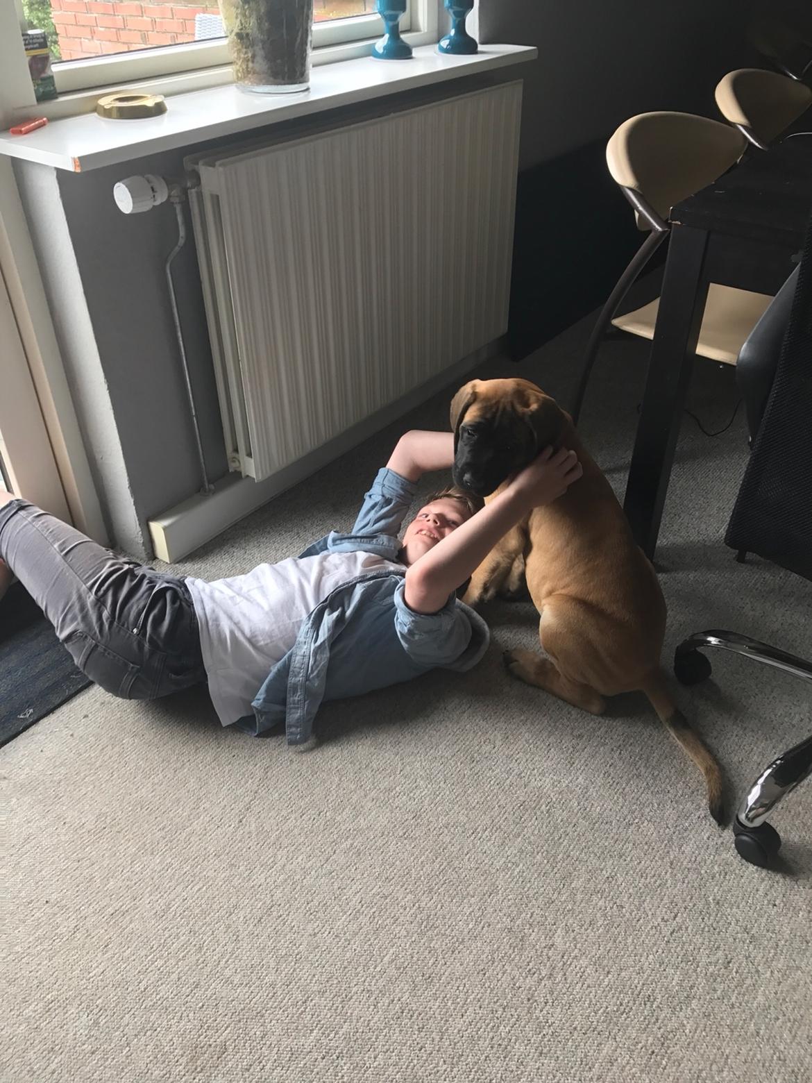 Mastiff Thorkild (død 2023) billede 2