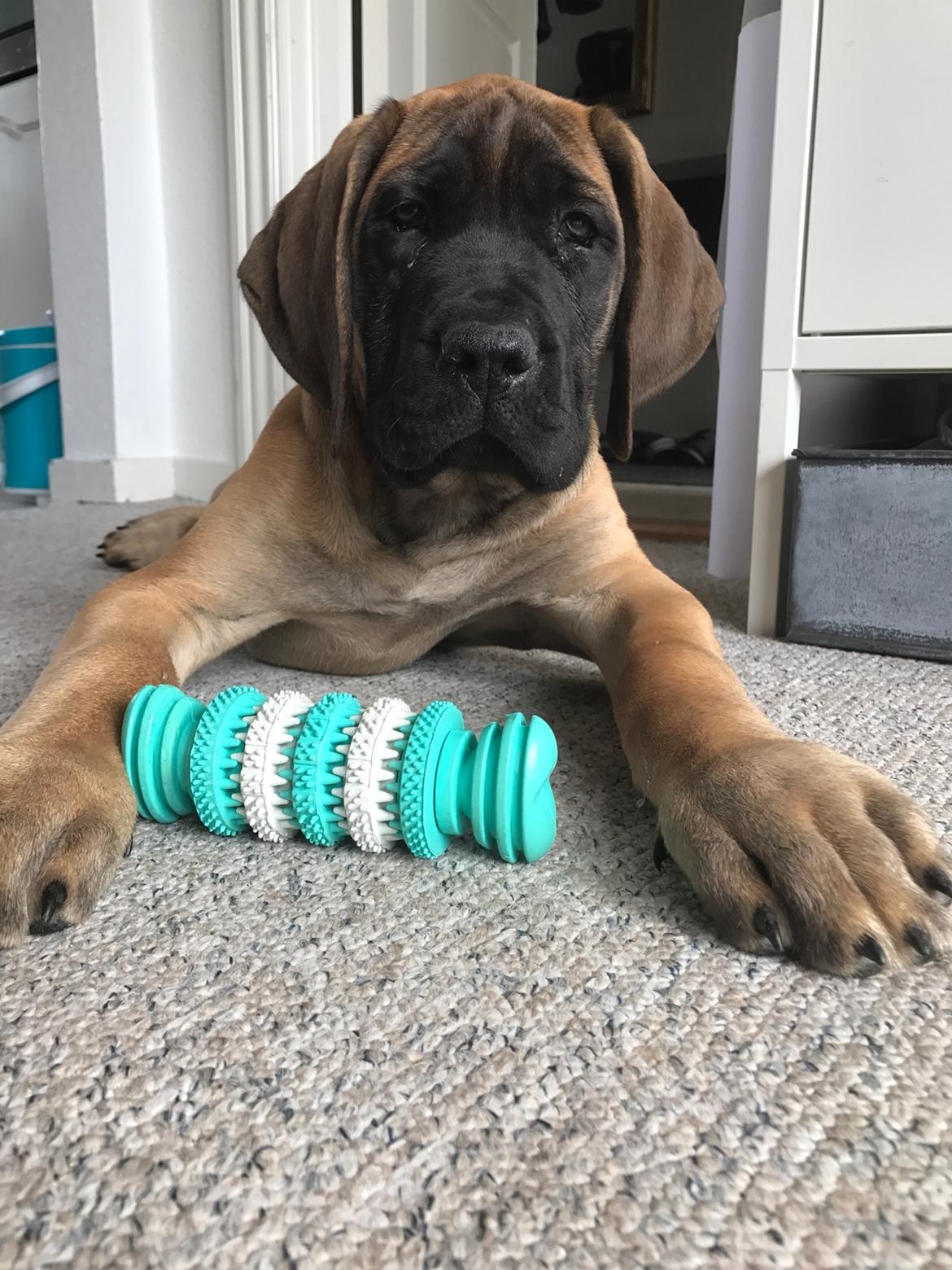 Mastiff Thorkild (død 2023) billede 3