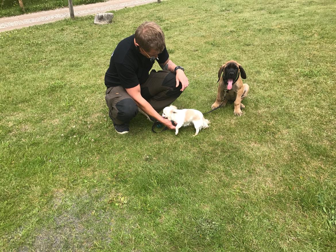 Mastiff Thorkild (død 2023) billede 1