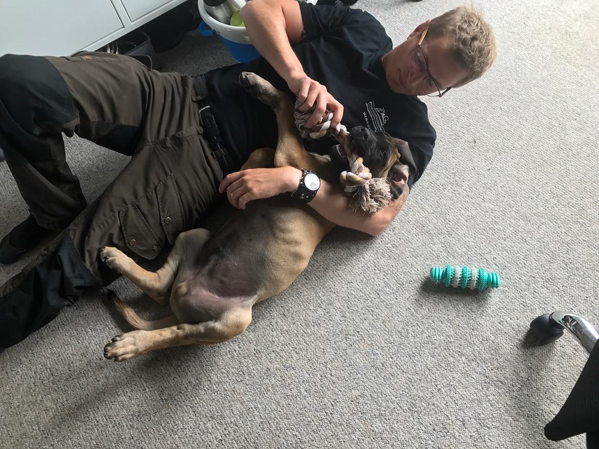 Mastiff Thorkild (død 2023) billede 5