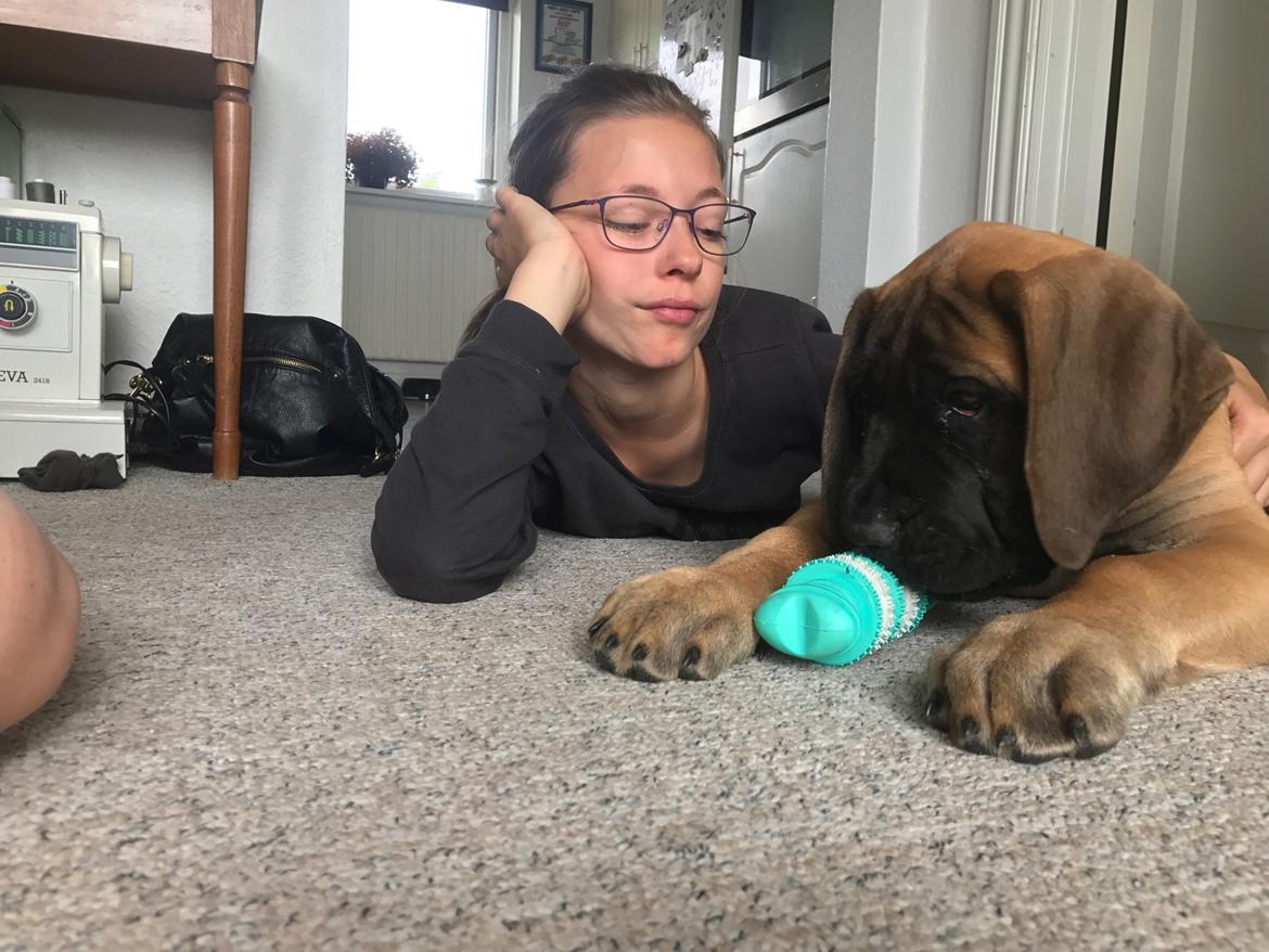 Mastiff Thorkild (død 2023) billede 4