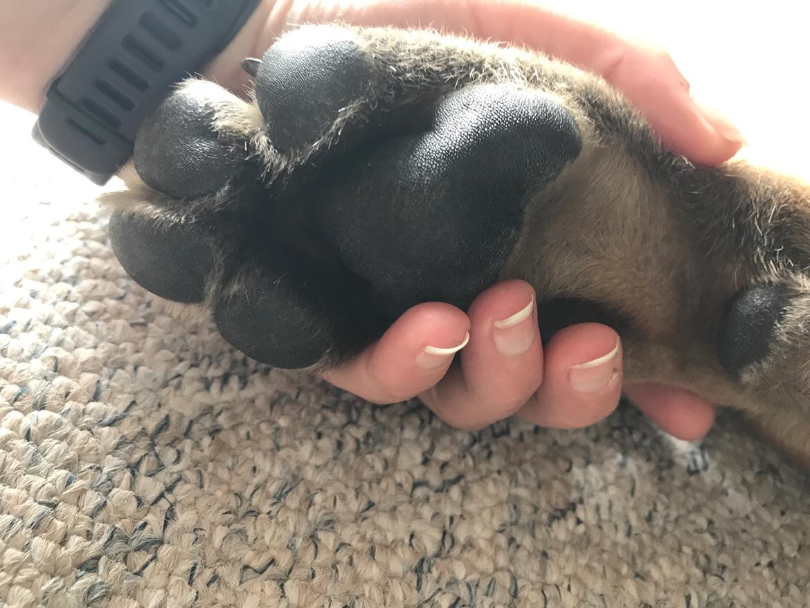 Mastiff Thorkild (død 2023) billede 6