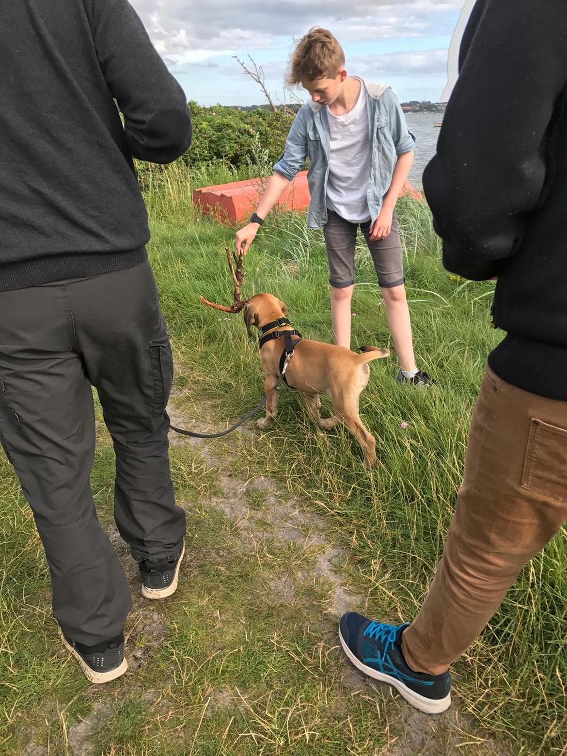 Mastiff Thorkild (død 2023) billede 8