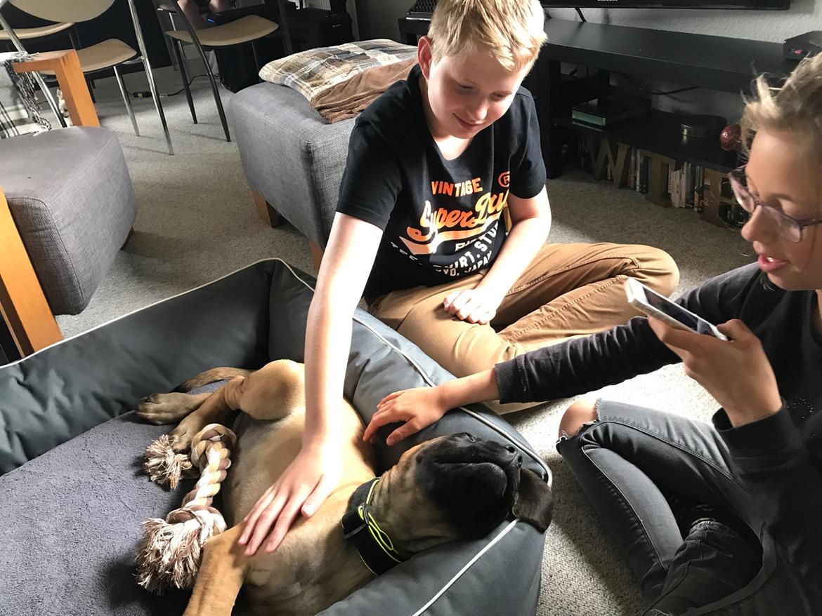 Mastiff Thorkild (død 2023) billede 7