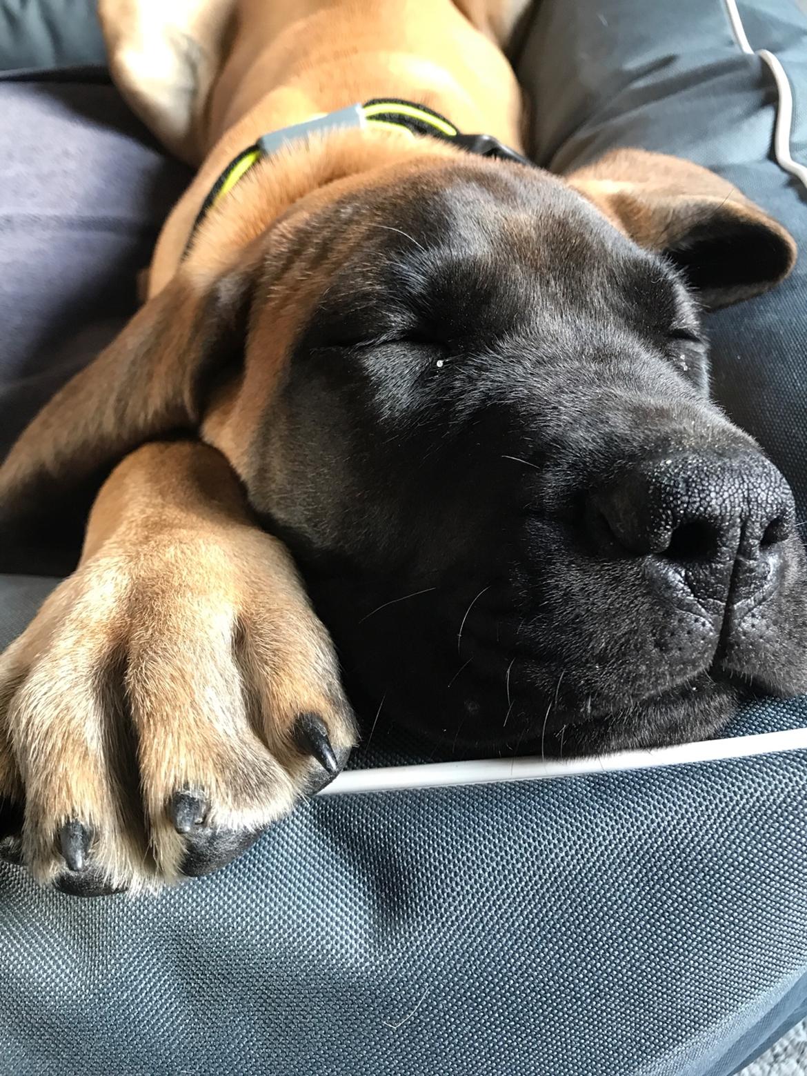 Mastiff Thorkild (død 2023) billede 10