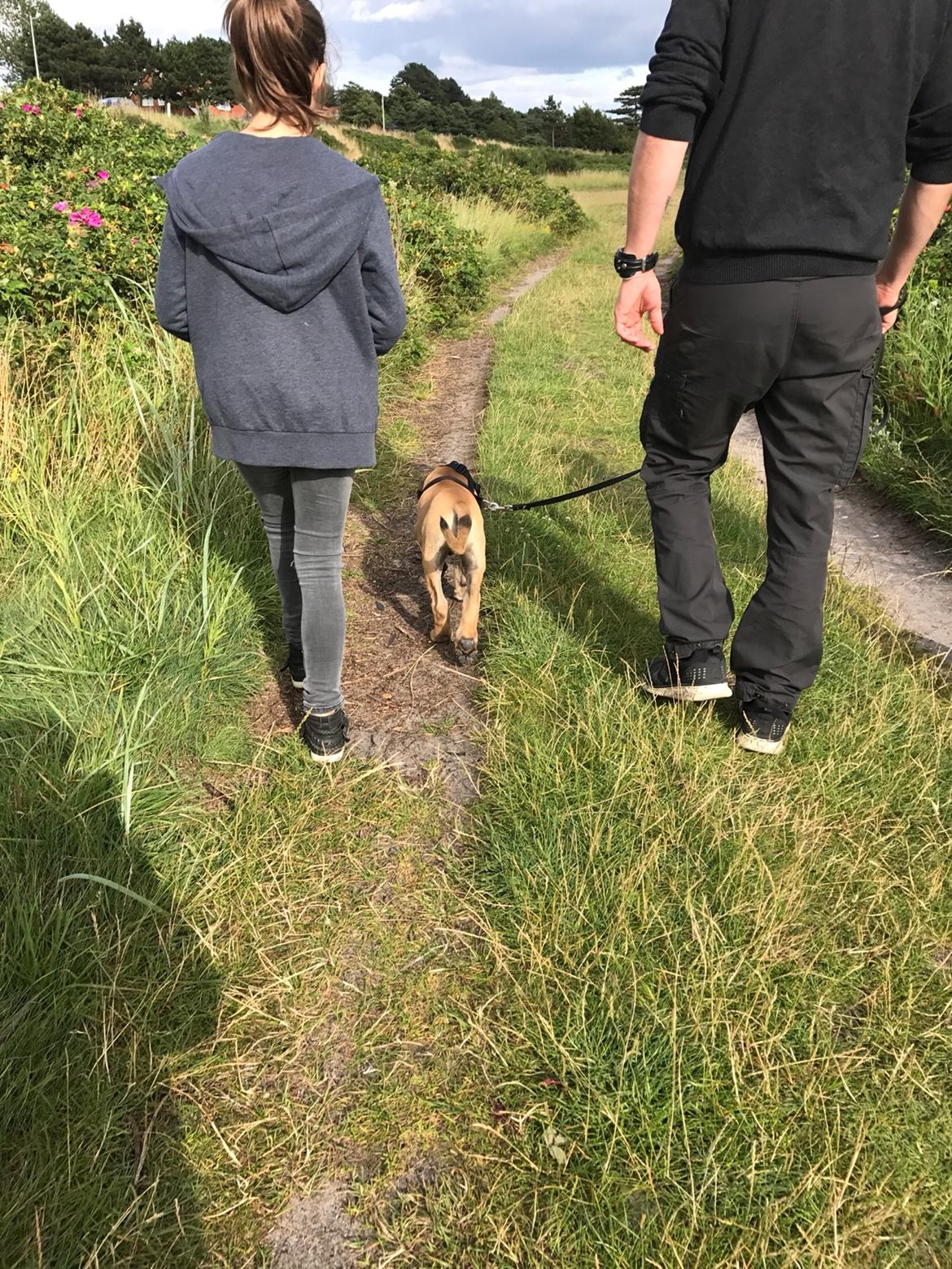 Mastiff Thorkild (død 2023) billede 9