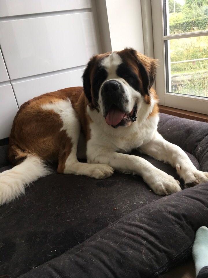 Sankt bernhardshund Brutus Anfield Pedersen. Avlsnavn Aslan. (Ny ejer) billede 1
