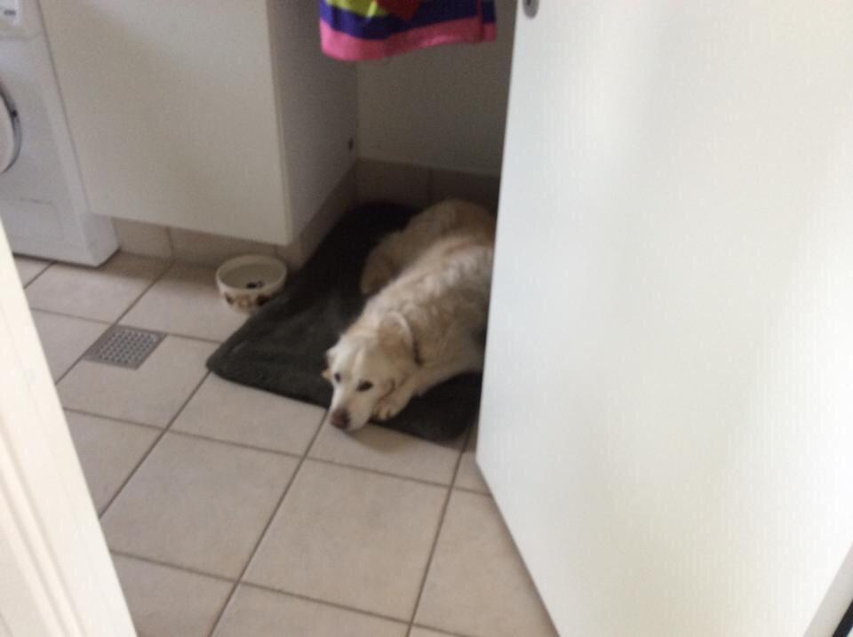 Golden retriever R.I.P Bjørslev's Cameron Diaz/silke billede 15