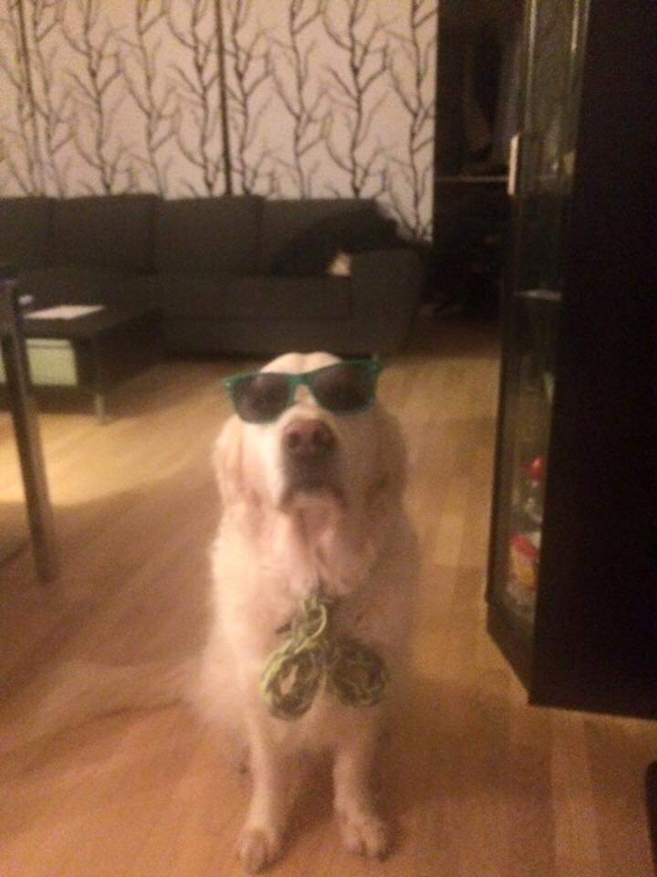 Golden retriever R.I.P Bjørslev's Cameron Diaz/silke billede 16