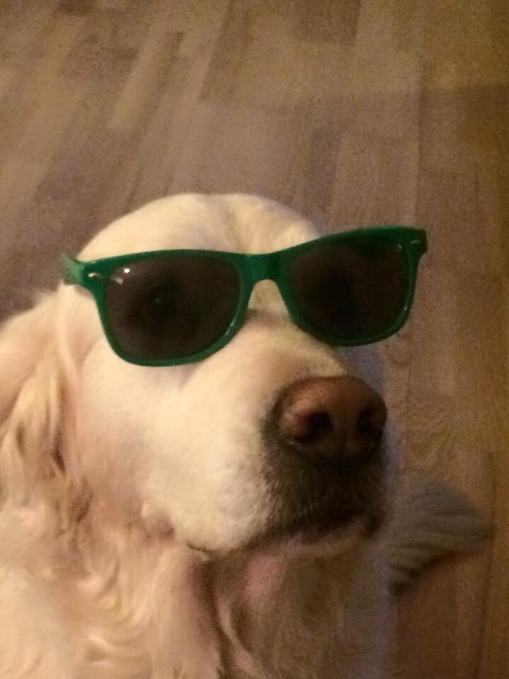 Golden retriever R.I.P Bjørslev's Cameron Diaz/silke billede 18